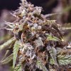 Zkittlez (Автоцветущие феминизированные)
