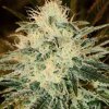 Chemdog (Феминизированные)