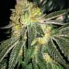 Grease Monkey (Феминизированные)
