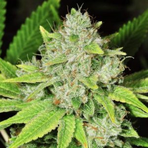 Семена Nirvana Seeds Original Glue (Феминизированные)