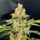 Nirvana Seeds Sherbet Cookies (Феминизированные)