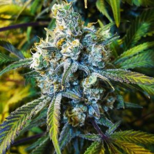 Семена Nirvana Seeds Super Silver Haze (Феминизированные)