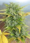AK-47 (Автоцветущие феминизированные)