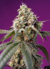 Bruce Banner Auto ® (Автоцветущие феминизированные)