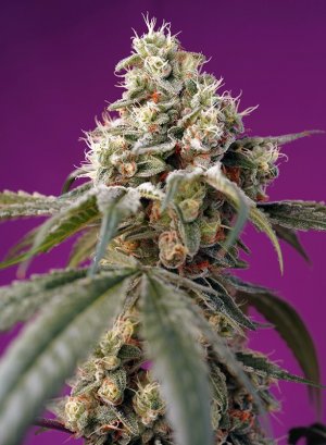 Семена Sweet Seeds Bruce Banner Auto ®
