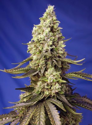 Семена Sweet Seeds Runtz XL Auto ® (Автоцветущие феминизированные)
