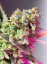 Sweet Seeds Sweet Mimosa XL Auto ® (Автоцветущие феминизированные)