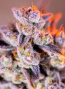 Sweet Seeds Tropicanna Poison XL Auto ® (Автоцветущие феминизированные)