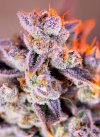 Tropicanna Poison XL Auto ® (Автоцветущие феминизированные)