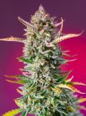 Gorilla Sherbet F1 Fast Version ® (Феминизированные)