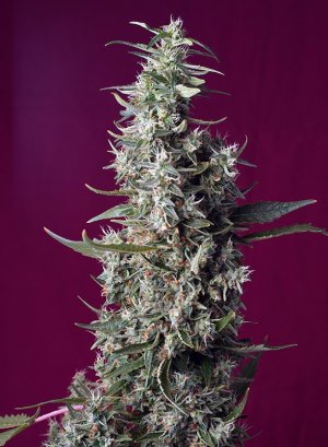 Семена Sweet Seeds Sweet Cherry Pie ® (Феминизированные)
