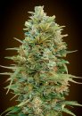 00 Seeds Auto Do-Si-Dos Cookies (Автоцветущие феминизированные)