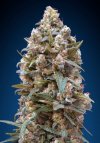 00 Kush (Феминизированные)