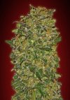 Chocolate Kush (Феминизированные)