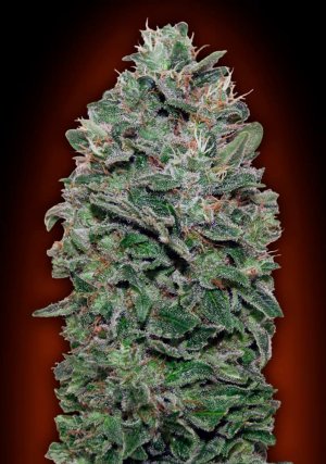 Семена 00 Seeds Sweet Soma (Феминизированные)
