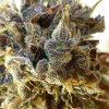 Purple Mazar (Автоцветущие обычные)
