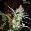 Russian Haze (Автоцветущие обычные)