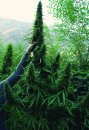 Flash Seeds Strawberry Mango Haze (Автоцветущие обычные)