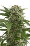 Bubba Kush (Автоцветущие феминизированные)