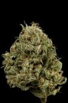 Cheese XXL (Автоцветущие феминизированные)
