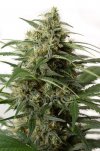 Moby Dick XXL (Автоцветущие феминизированные)